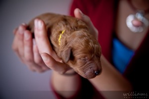 Labradoodle Puppy Cute Labradoodle Puppy