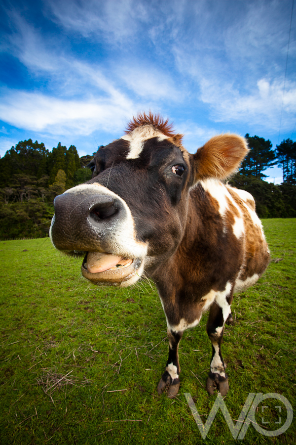 Big Headed Cows » Queenstown Wedding Photographers & Wanaka Wedding