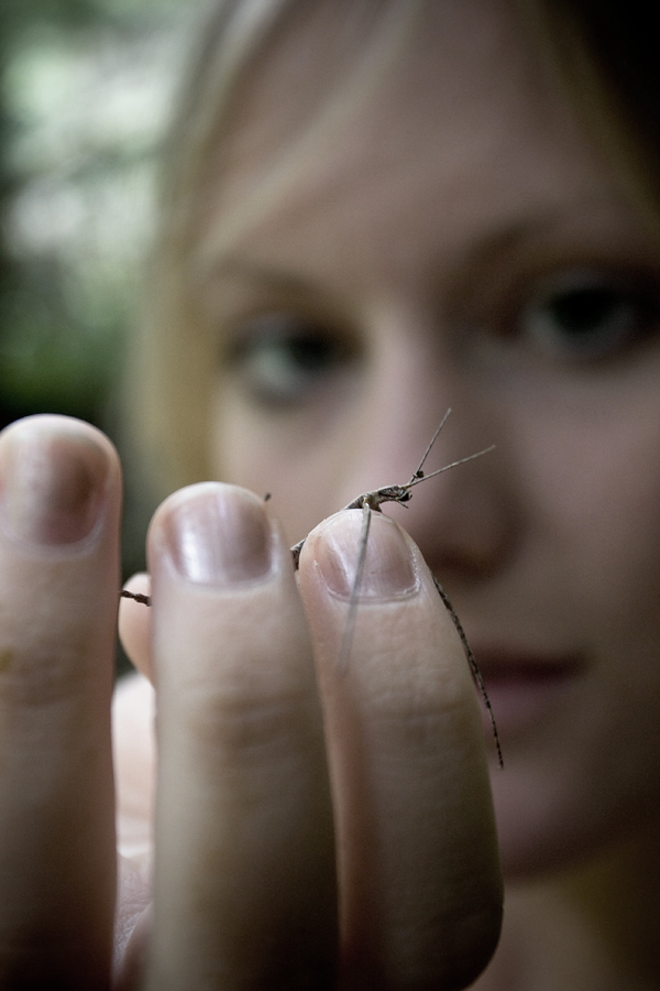 New Zealand stick insect