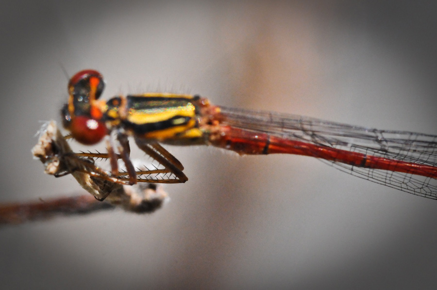 Dragonfly Macro