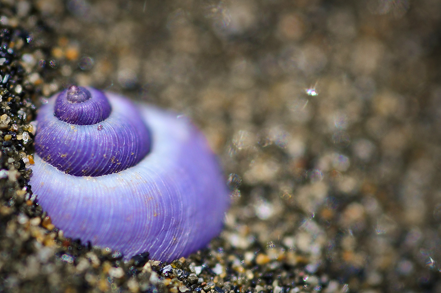 Stunning Shell Macro