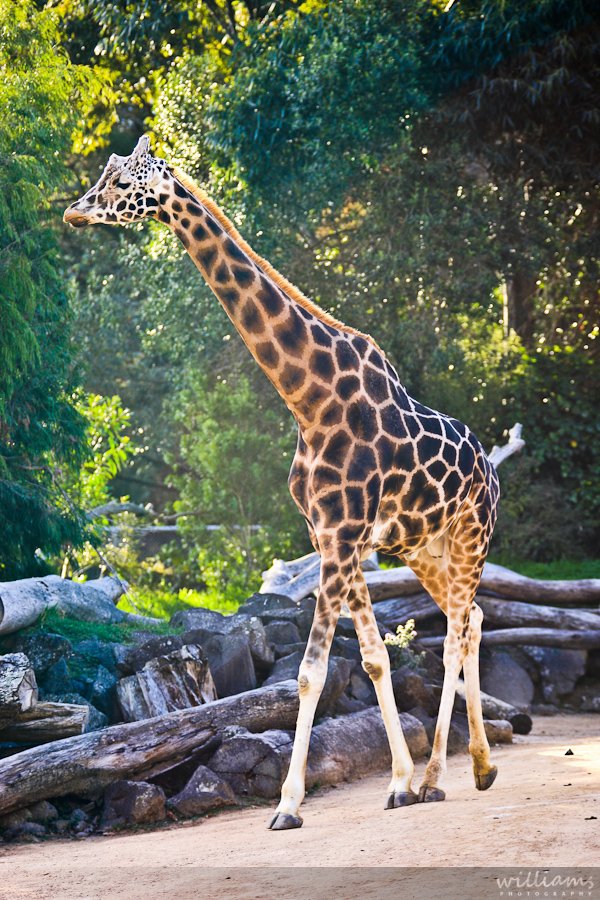 Auckland Zoo Giraffe