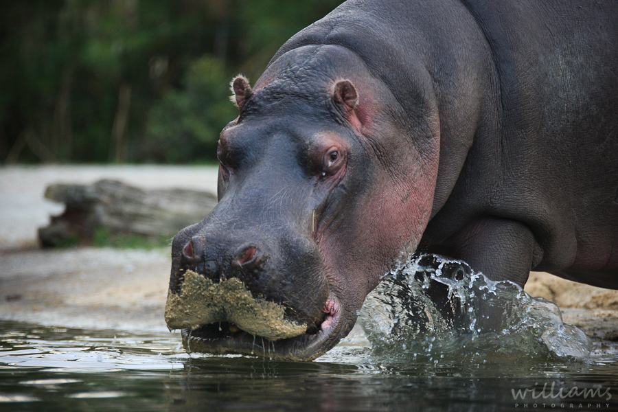 Hippo Auckland Zoo
