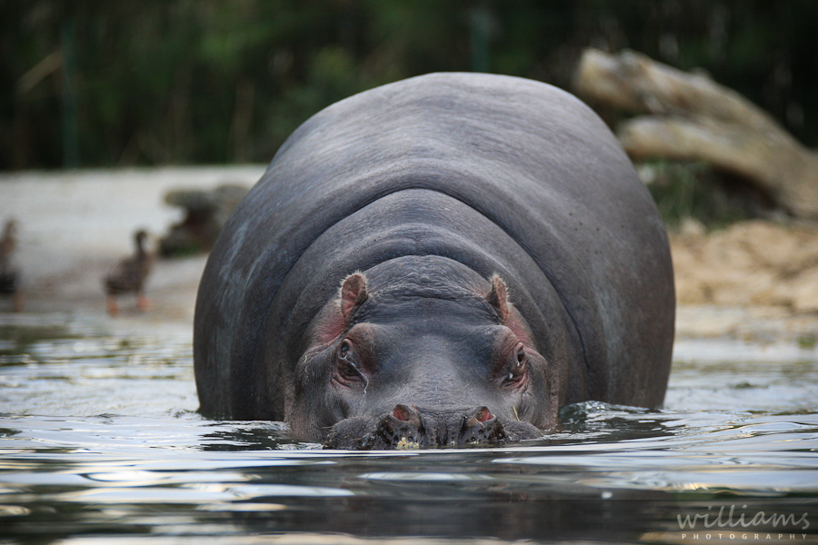 Hippo in Water, Auckland Zoo