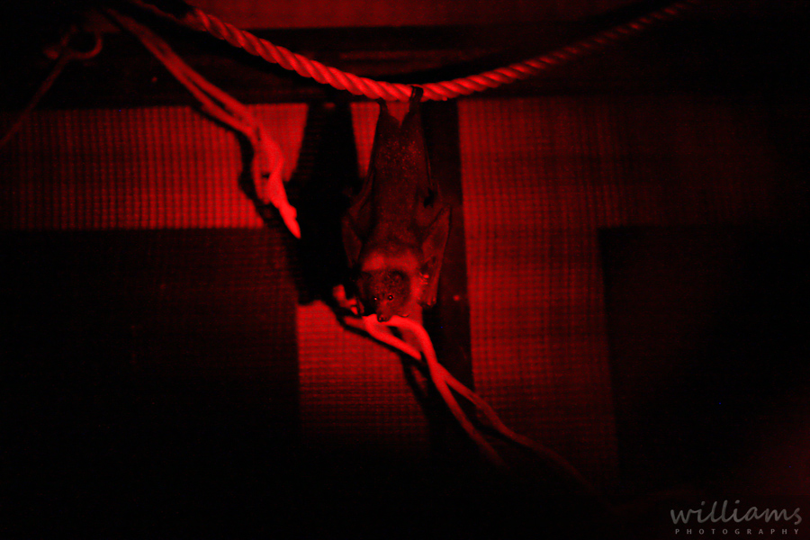 Auckland Zoo Bat