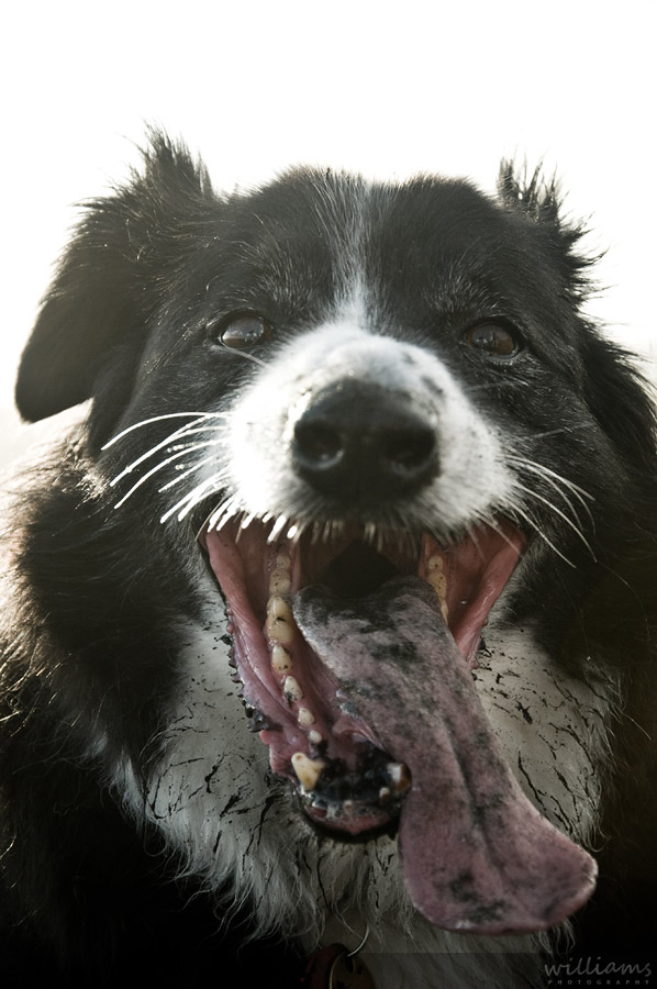 Dog Muriwai
