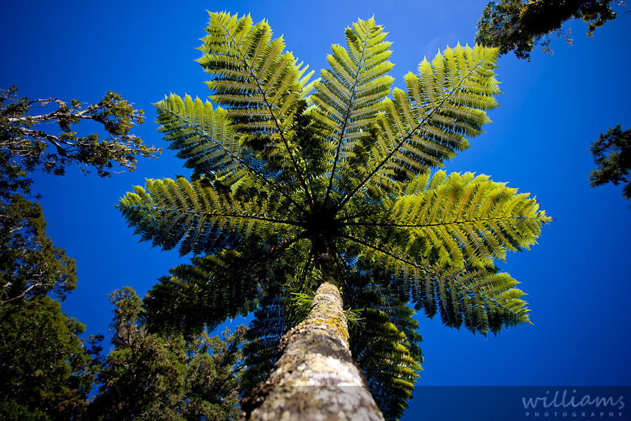 New Zealand Tree Fern