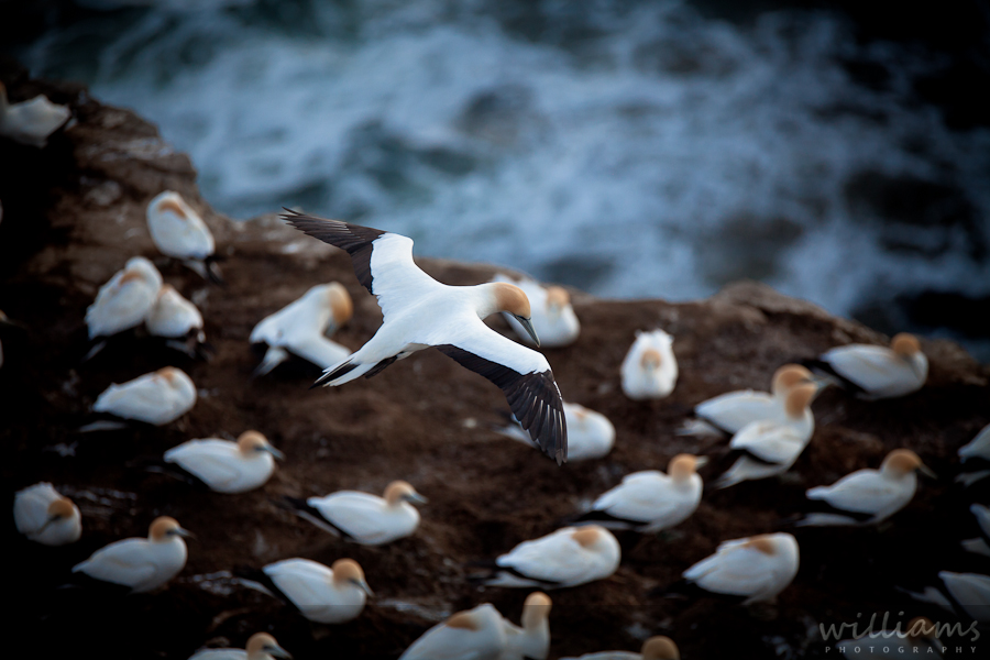 Gannet at Muriwai - New Zealand