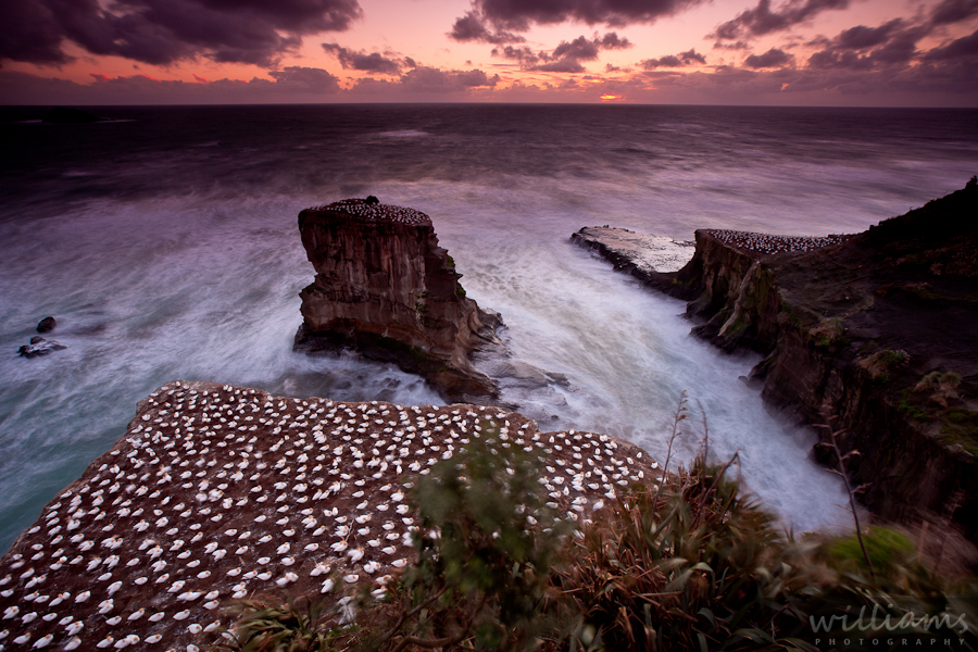 Gannet Colony Sunset Auckland
