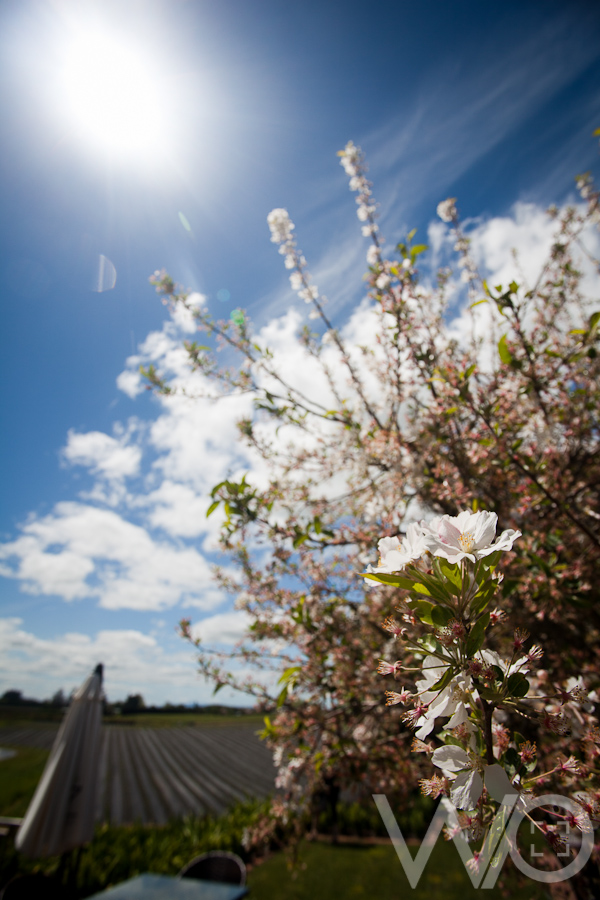 Camellia Tea Rooms - New Zealand