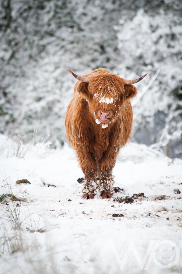 Highland Coo