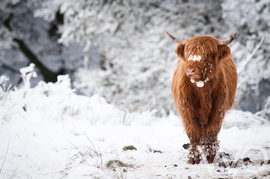Highland Cow - Coo