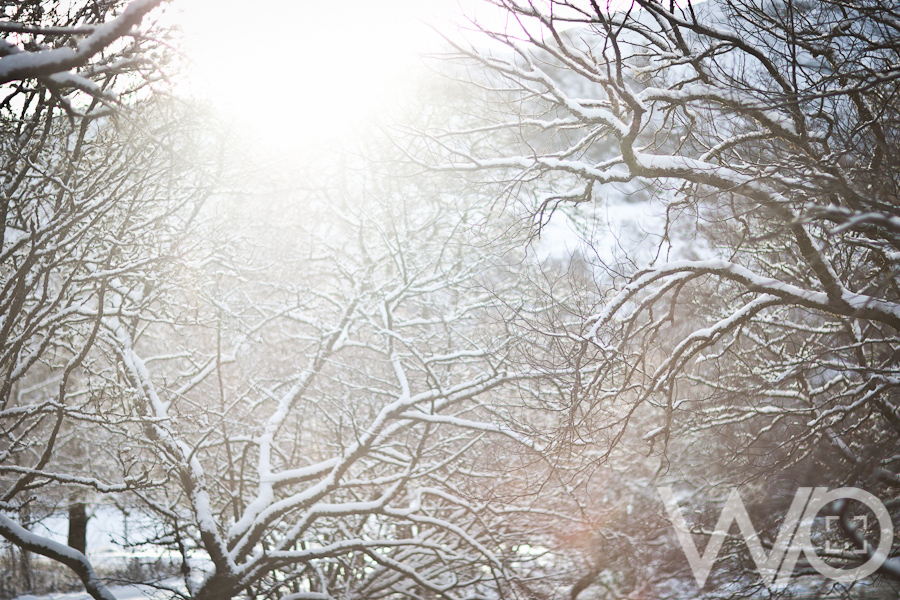 Snow covered trees Scotland