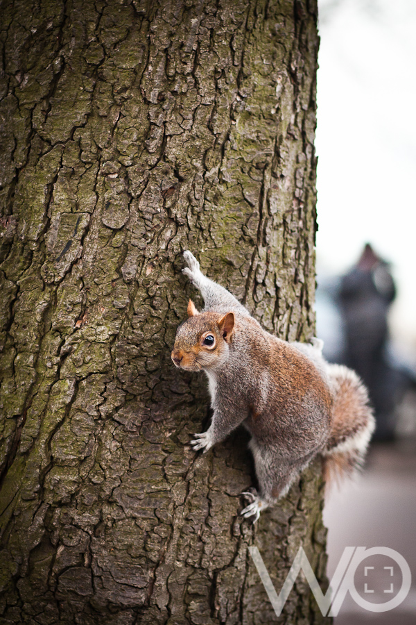 Tree Squirrel london