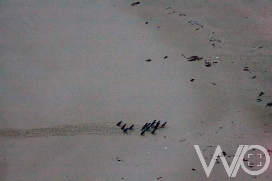 Waddle Penguin