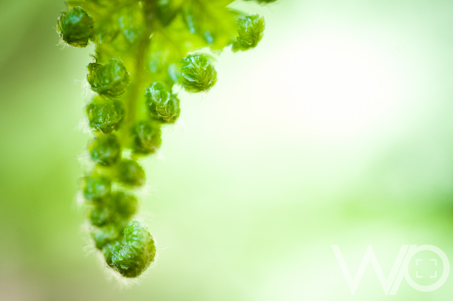 Fern macro