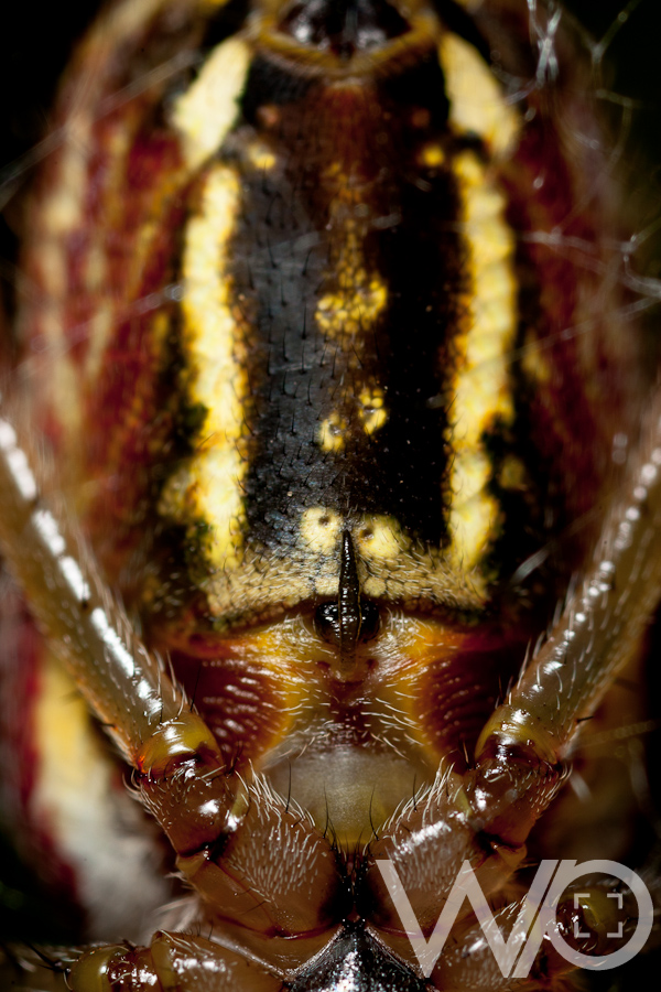 Extreme close up spider