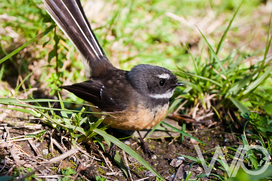 Fantail, Mt Maunganui