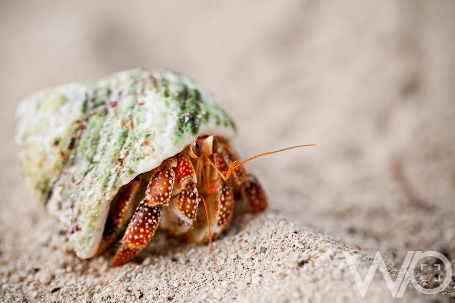 Hermit Crab on beach