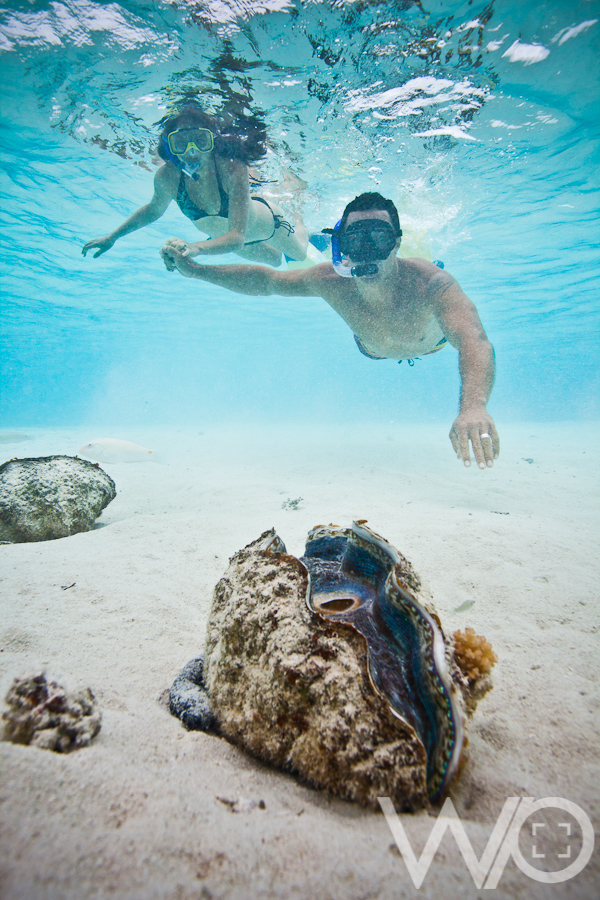 Giant Clam underwater photo Aitutaki