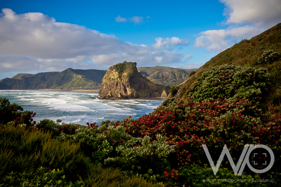 Beautiful Pohutukawa Piha