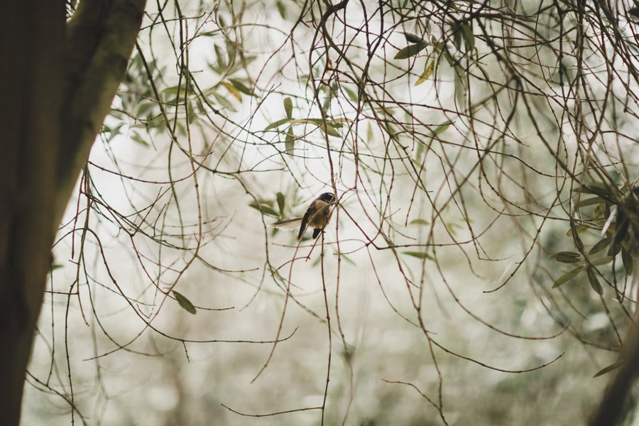 New Zealand Wedding Photographers