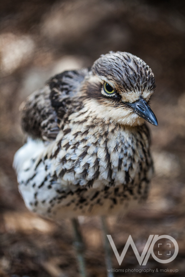 Cleland Wildlife Park Photos