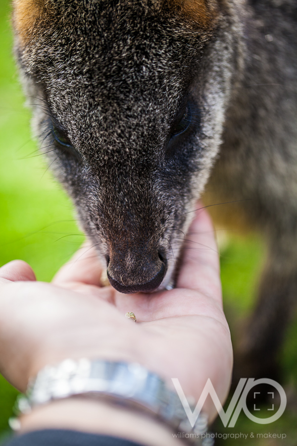 Cleland Wildlife Park Photos - Wallaby feeding from hand