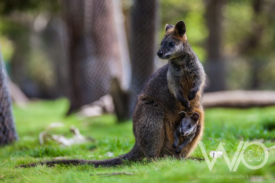 Cleland Wildlife Park Photos
