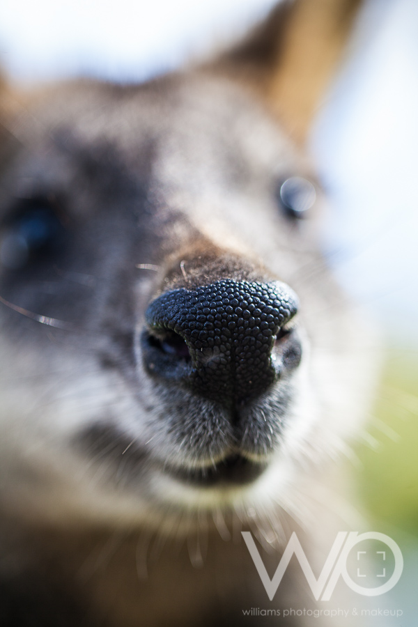 Cleland Wildlife Park Photos