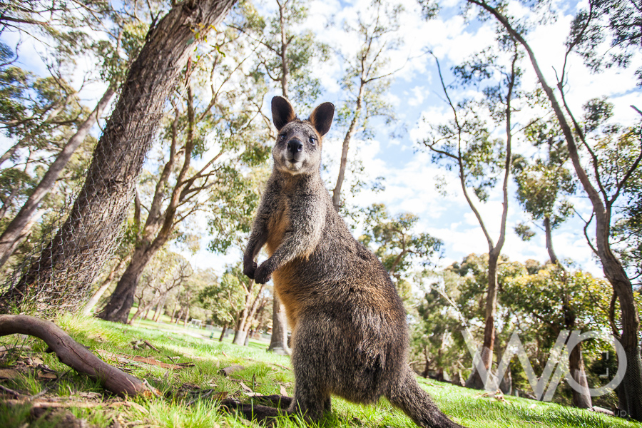 Cleland Wildlife Park Photos