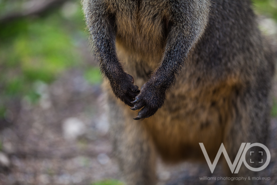 Cleland Wildlife Park Photos