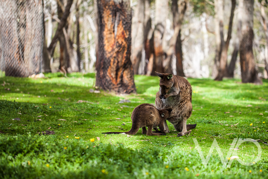 Cleland Wildlife Park Photos