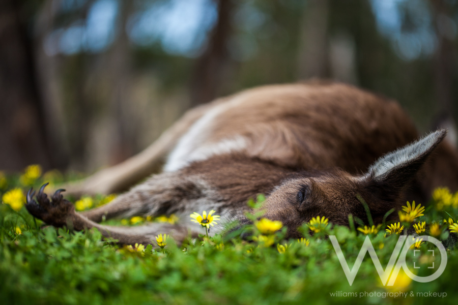 Cleland Wildlife Park Photos - Red Kangaroo