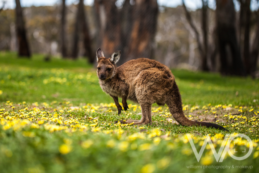 Cleland Wildlife Park Photos - Red Kangaroo