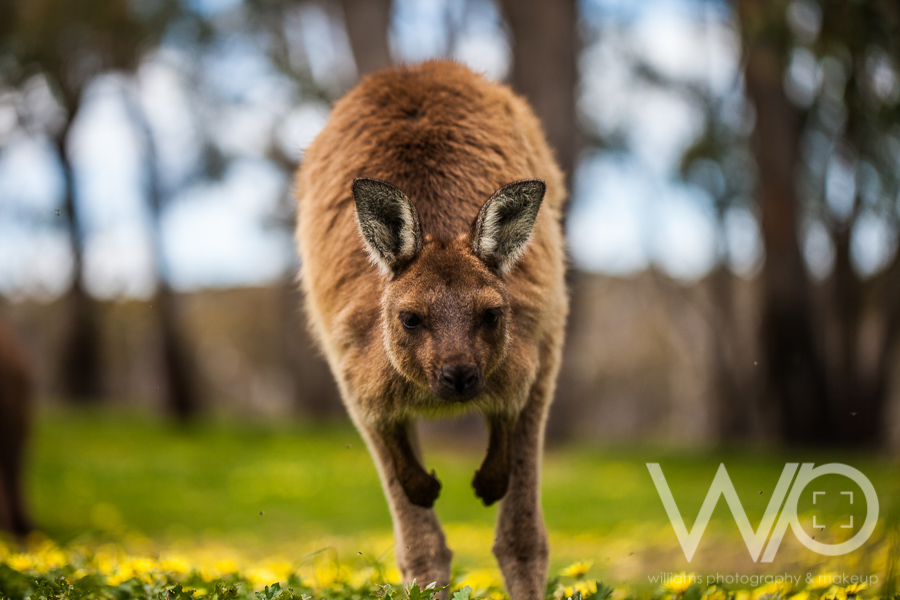 Cleland Wildlife Park Photos