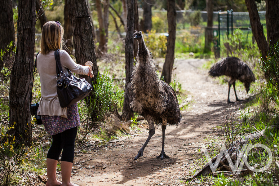 Cleland Wildlife Park Photos