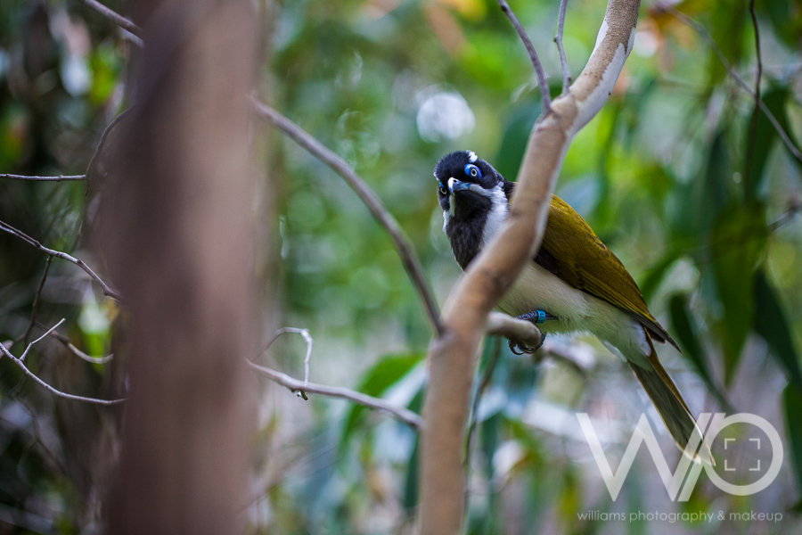 Cleland Wildlife Park Photos