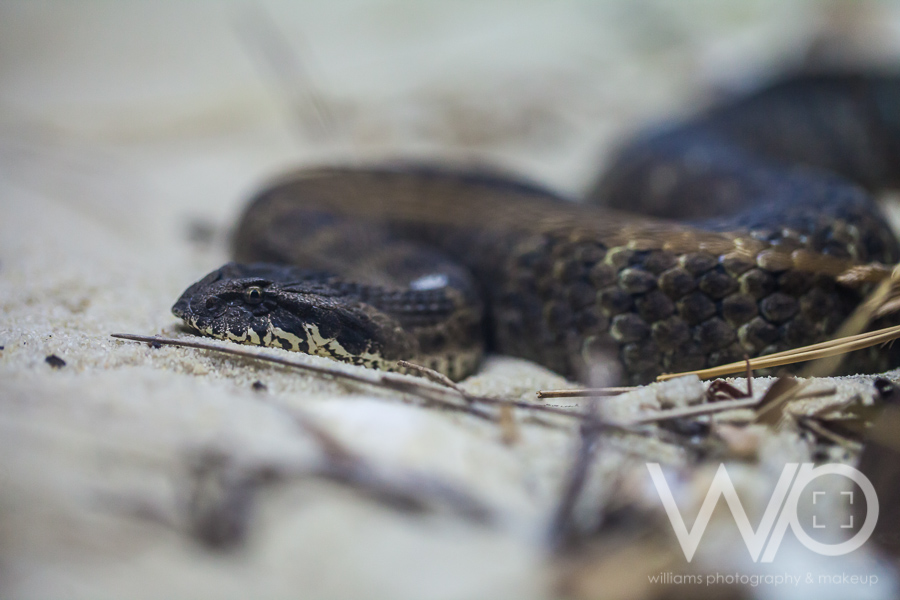 Cleland Wildlife Park Photos - Snake