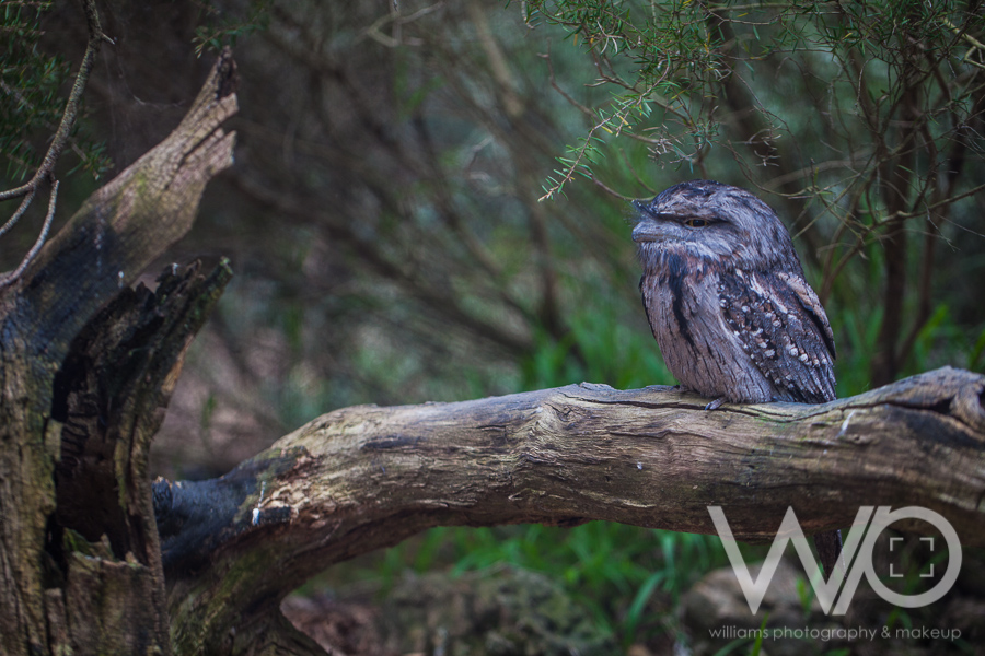 Cleland Wildlife Park Photos