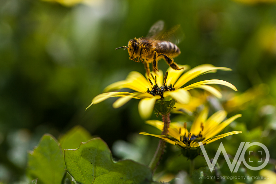 Cleland Wildlife Park Photos