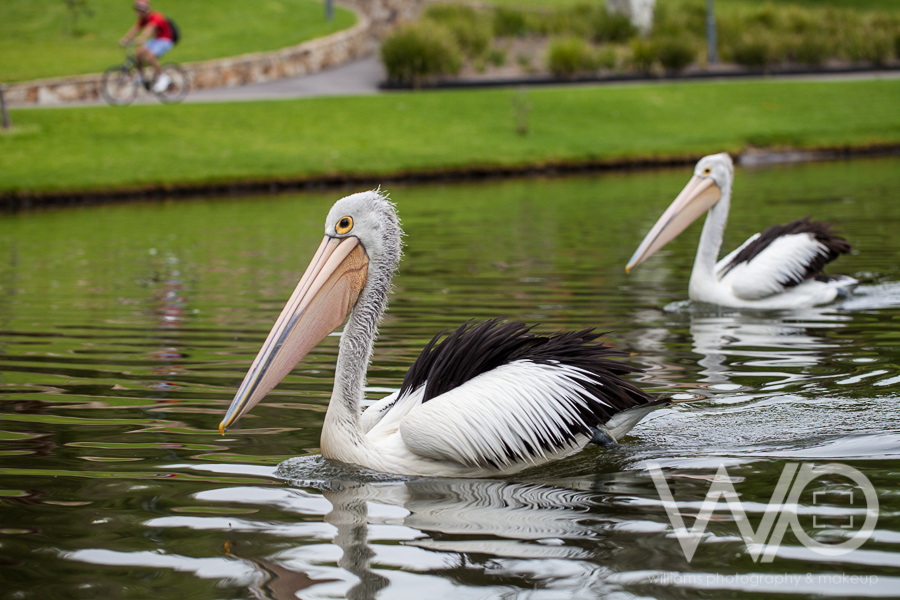 Pelican on River Torrens