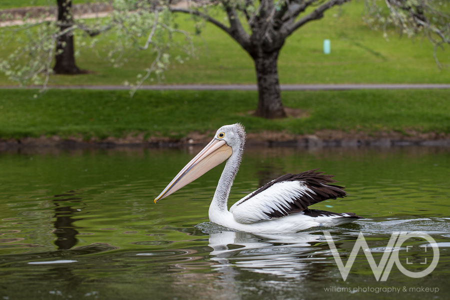 Pelican River Torrens