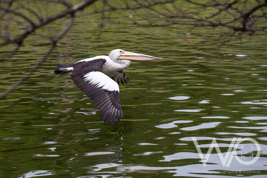 Pelican flying River Torrens