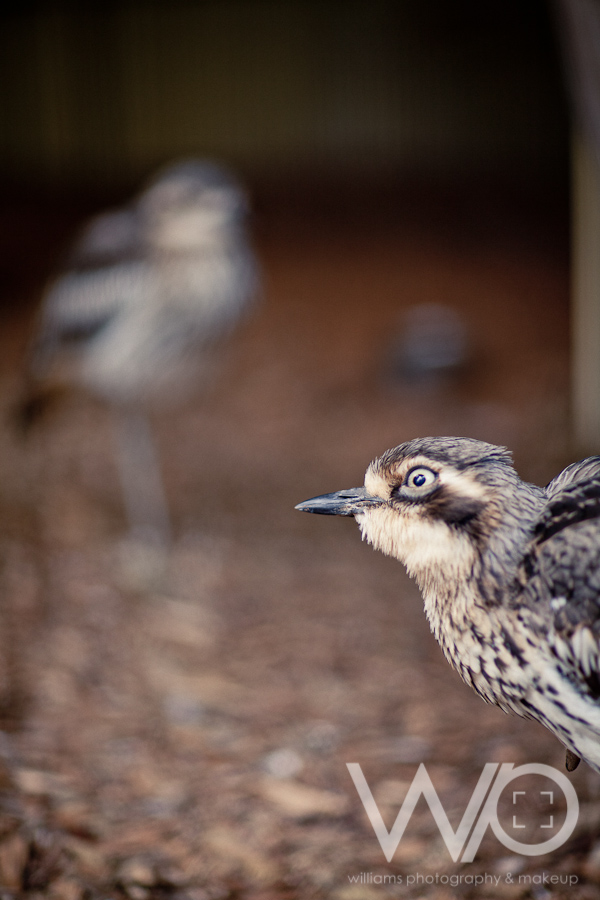 Cleland Wildlife Park Photos