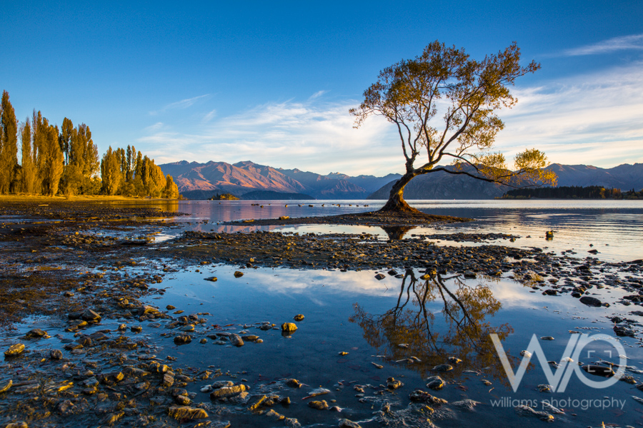 Wanaka Tree Reflection