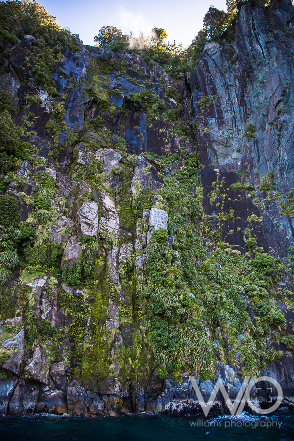 Milford Sound Cruise