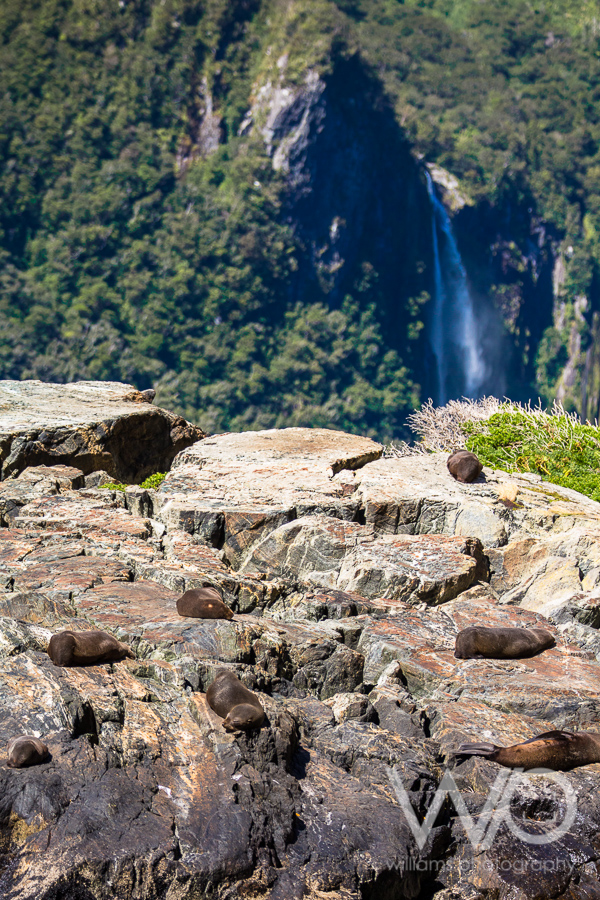 Milford Sound Cruise