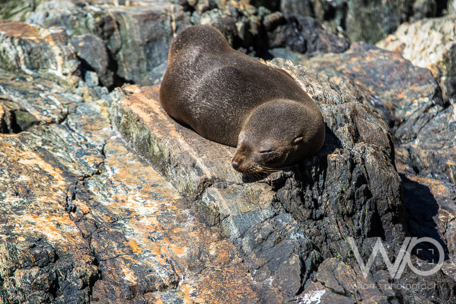 Milford Sound Cruise