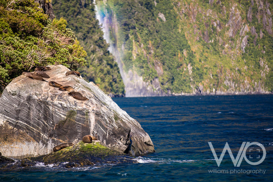 Milford Sound Cruise